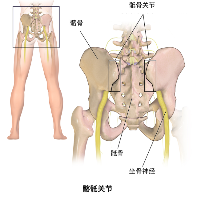 腰骶部解剖图片