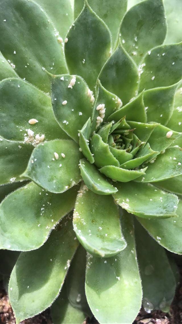 多肉一夜之间爬满小白虫,这种害虫繁殖速度极快,且特效药剂少