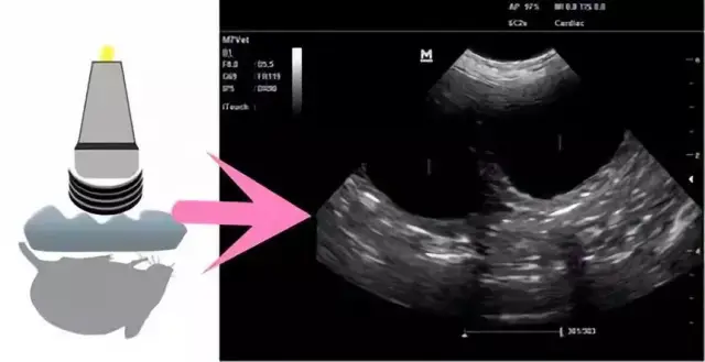 小动物超声成像原理示意图(图中1为充满液体的子宫;2子宫壁;3