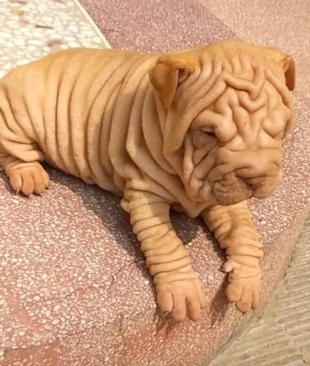 沙皮小狗一脸褶皱,让人看着奇怪不一,价格不一般!