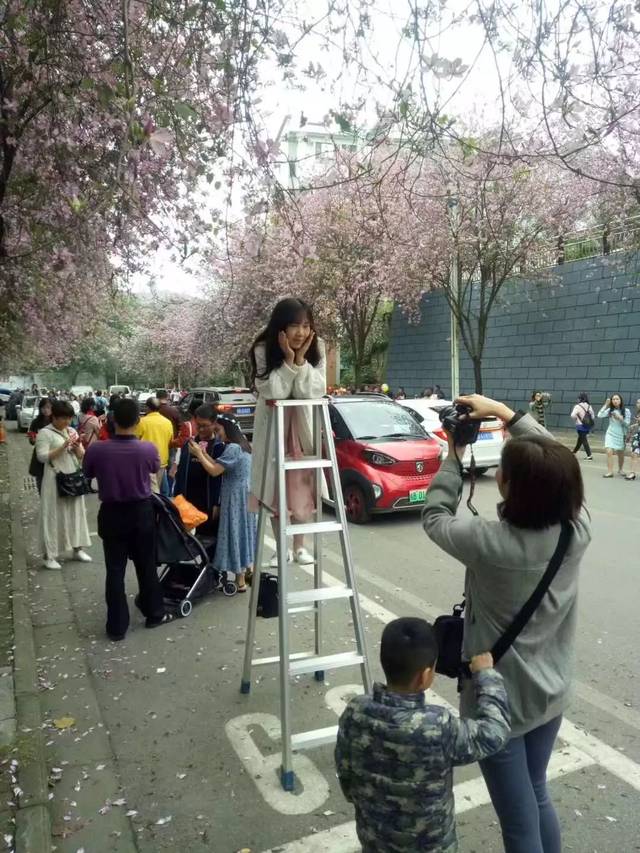 抓住商机 在紫荆花盛放的道路出租梯子 附上"欢迎登梯拍照1元1人"等