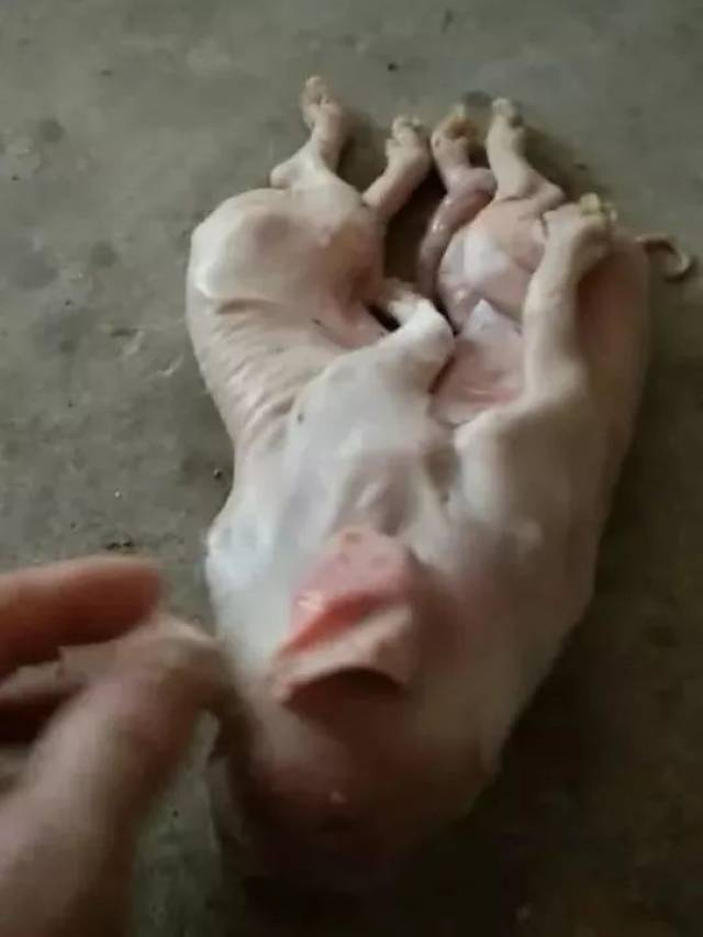 恐怖!一母猪生下连体怪猪:一个脑袋,三只耳朵,八条腿