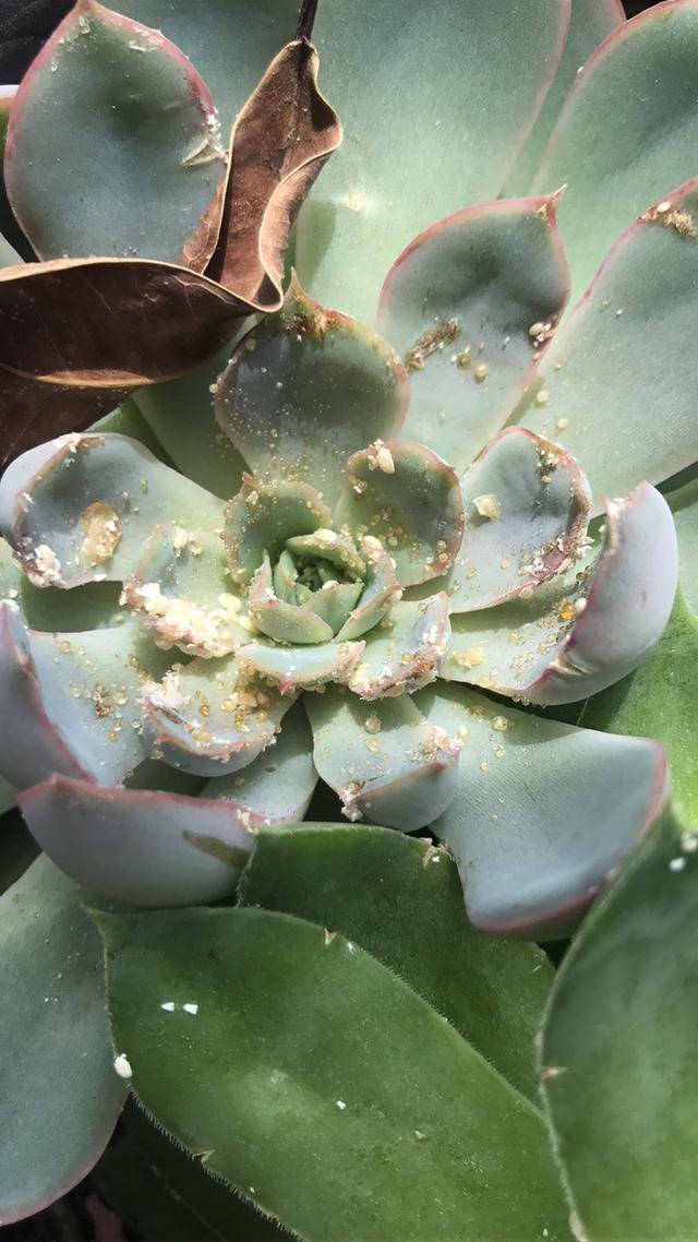 多肉一夜之间爬满小白虫,这种害虫繁殖速度极快,且特效药剂少