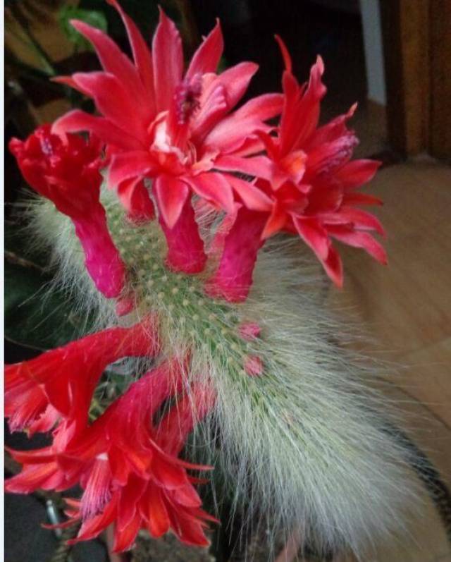 原创外婆养的"猴尾巴"开花了,摸起来毛茸茸的,简直太惹人喜欢了