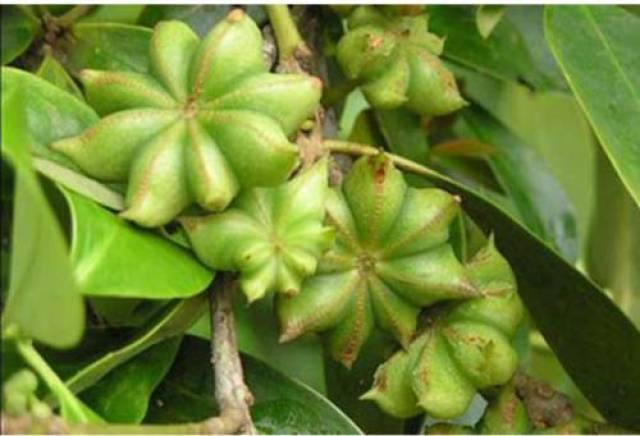 八角茴香,又称为八角,为木兰科植物八角茴香的干燥成熟果实,乃我国
