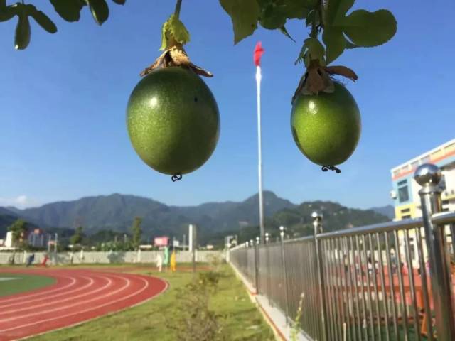 鲤鱼山小学