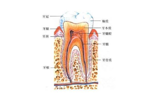 秦岭动物园大熊猫瘦成"皮包骨",园方回应得了牙病