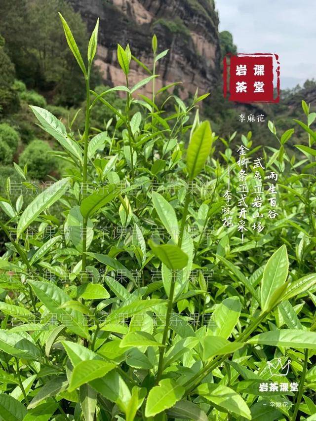 实拍:武夷岩茶正岩茶正式大面积开采!