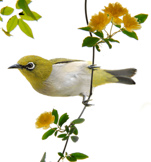 保护秦岭 | 整治行动加码,像保护眼睛一样保护秦岭野生动植物!