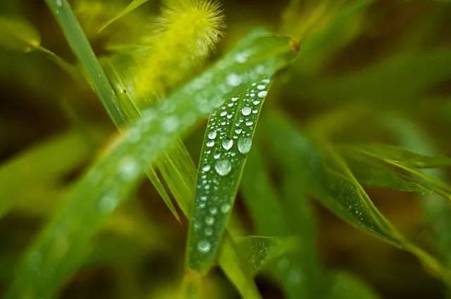 谷雨 杨花柳絮随风舞,雨生百谷夏将至