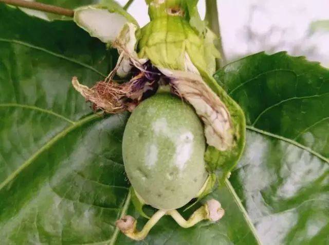 百香果虫害高清图谱及防治方法(收藏版)