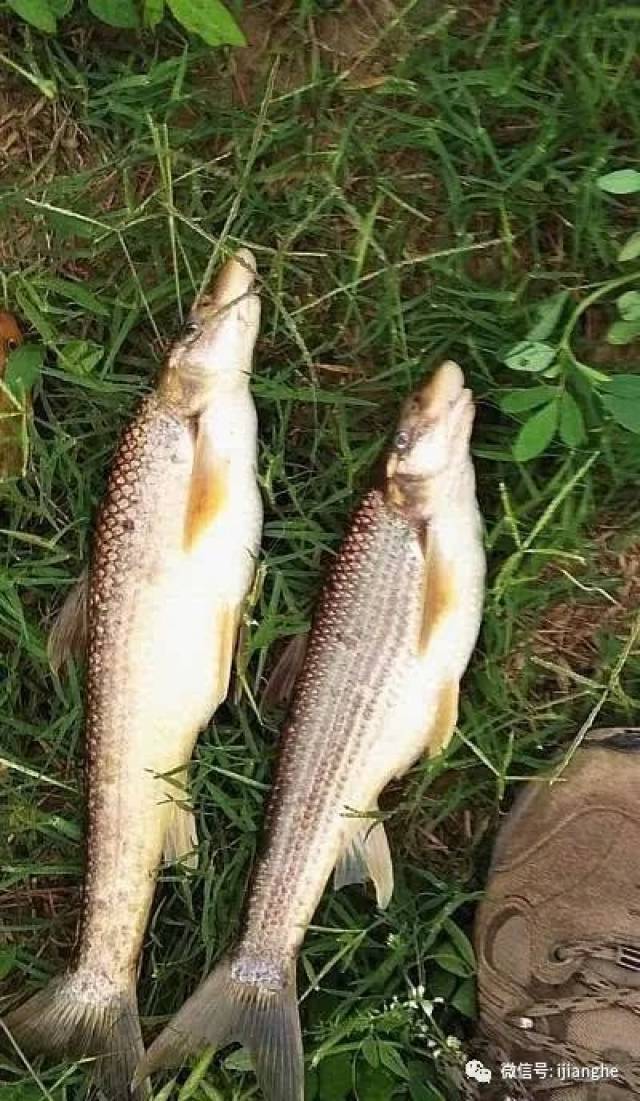 黄河中最神秘的鱼,长得好像一只鸽子呀!