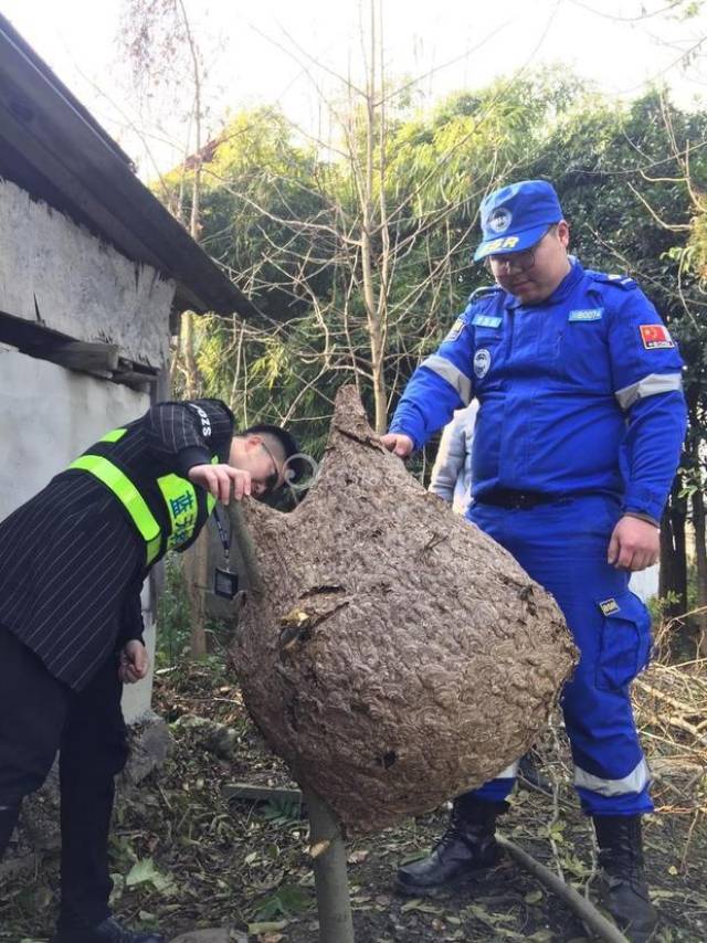 梦见捅马蜂窝（梦见捅了马蜂窝） 梦见捅马蜂窝（梦见捅了马蜂窝） 卜算大全