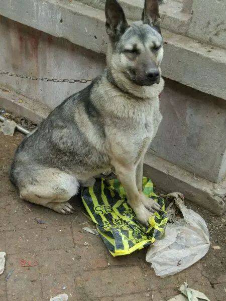 网友从狗肉店里救下一只肉狗,不知是什么品种,别人告诉他是狼青