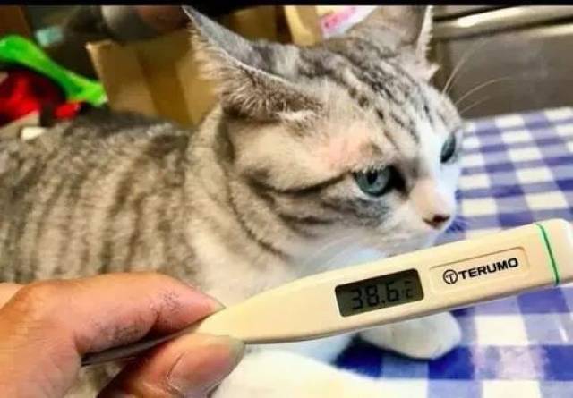 新手铲屎官要学会给猫咪量体温,才能放心大胆