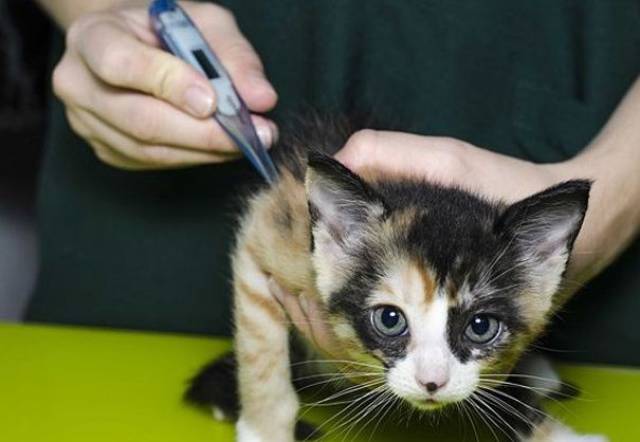 新手铲屎官要学会给猫咪量体温,才能放心大胆