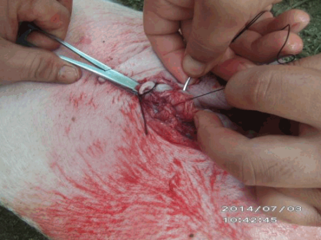 实拍保育猪脐疝手术修复操作教程!