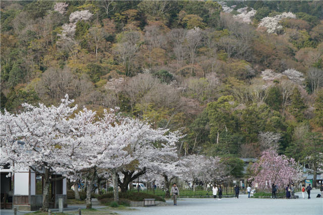 大岚山樱花图片