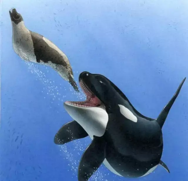 虎鲸,连大白鲨都不敢惹的大爷