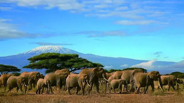 2019東非坦桑尼亞肯尼亞,動物大遷徙深度旅行線路設計