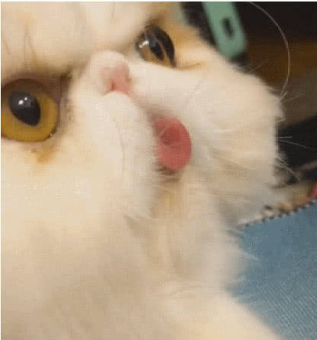 67加菲猫嘟嘴卖萌忘记把舌头收回去网友这猫犯规了太萌了
