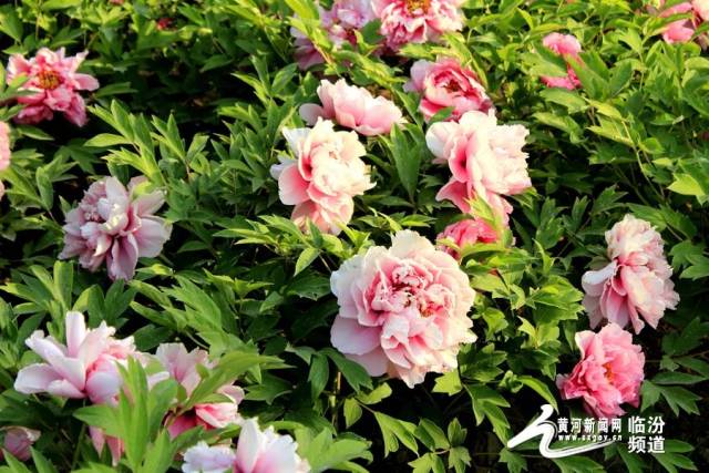 4月27日,临汾汾河赵城牡丹园赏花休闲一日游