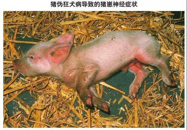 从抽筋猪品种看现代农业发展
