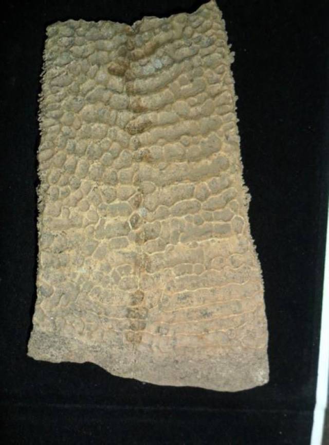 石峁遗址出土鳄鱼骨,揭露这里可能是"迷失千年"黄帝的昆仑城