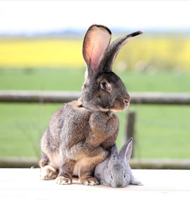 兔子的尾巴长不了?英国巨型兔尾巴17厘米长，刷新吉尼斯