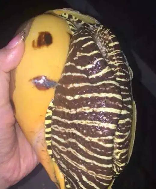 椰子涡螺,因外形酷似木瓜,因此也称木瓜螺.