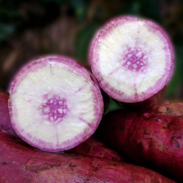 红薯的种类品种图片