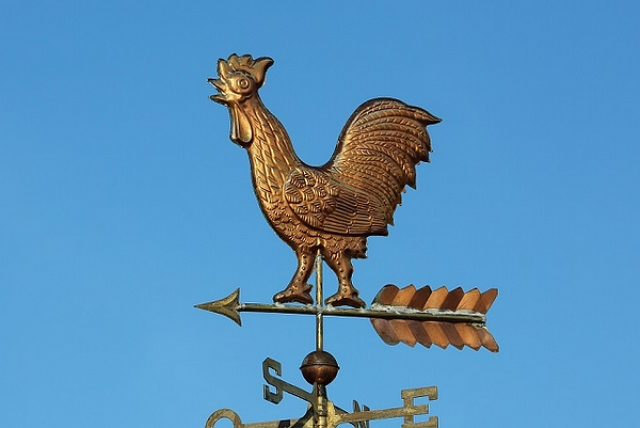 高卢雄鸡长什么样儿?看过布雷斯鸡也许能猜到