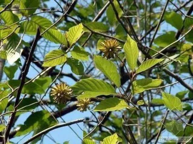 这些抢手的抗癌苗木,"钱"景无限好!