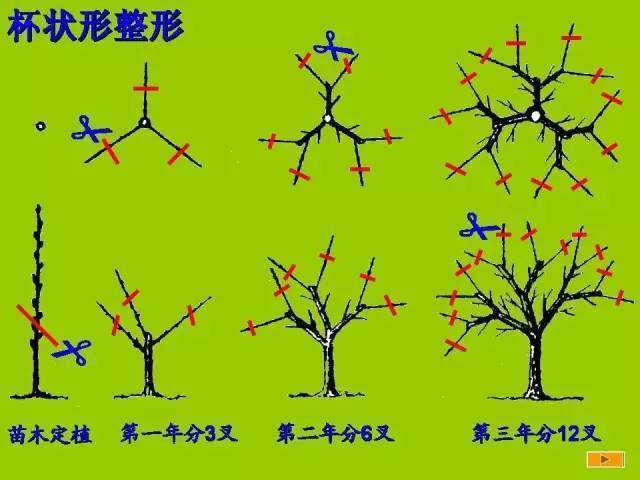 杨梅树修剪技术图解图片