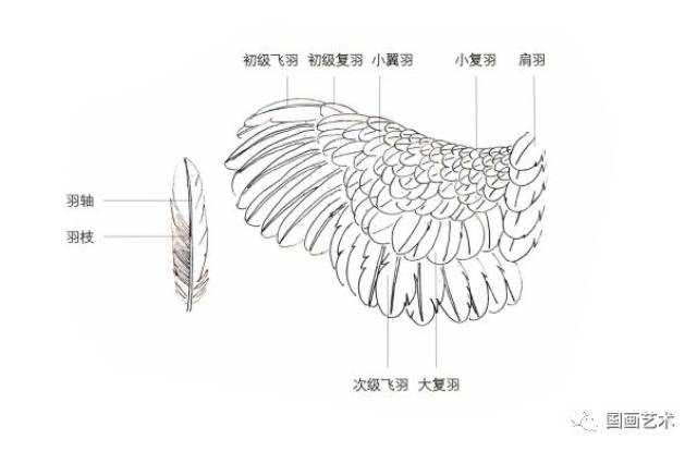 图文教程:工笔鸡技法