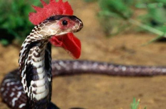 农村:一里路上有墨蛇,十里路上无毒蛇_手机搜狐网