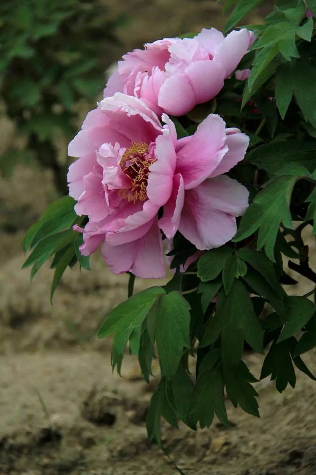 这是4月22日在秦州区南山牡丹生态园拍摄的牡丹花.