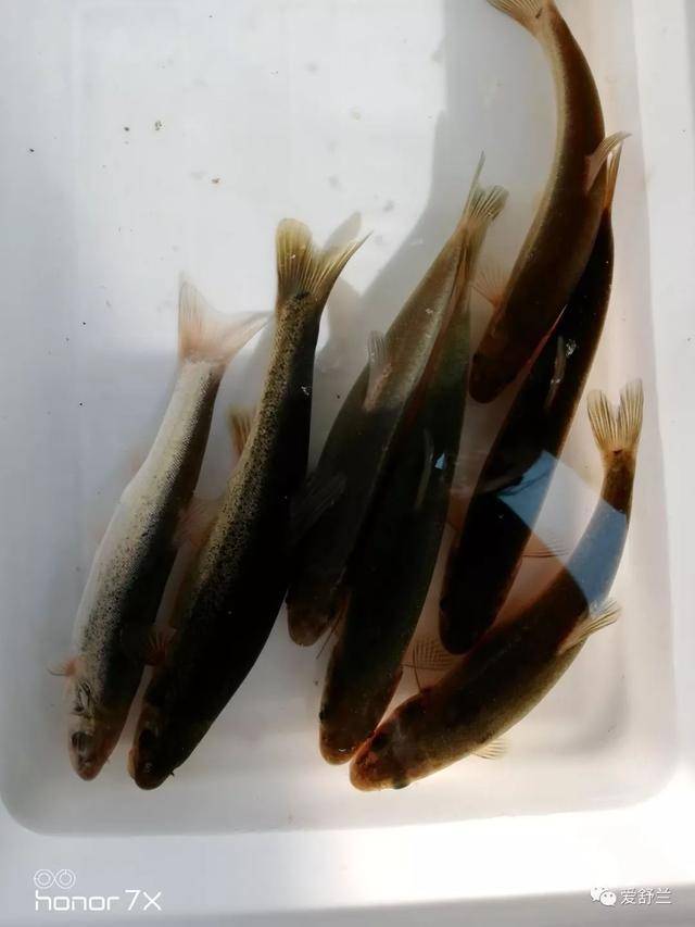 舌尖上的舒兰|二合雪乡孙家大院 酱焖柳根鱼