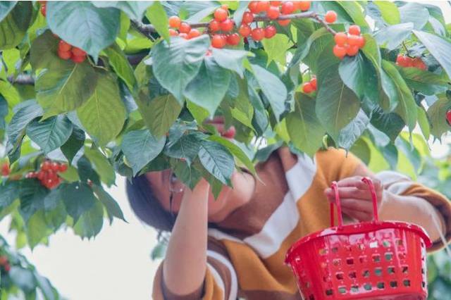 5 眉山桂花湖 因为桂花湖生态比较好,温度,湿度都很好,所以这里的樱桃