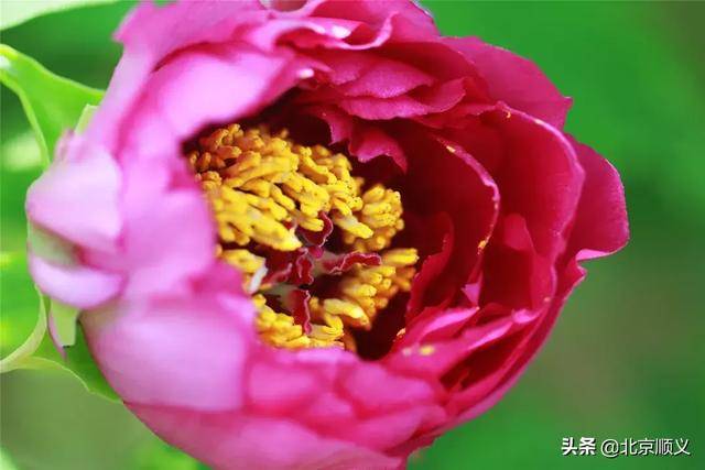 米,其中牡丹花种植面积达10000平方米,共86个品种9000余株,包括赵粉
