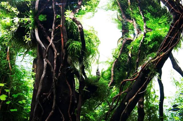 本色水景|水草造景慢慢来,一个耗时255天的森林景观,鱼缸造景学习培训