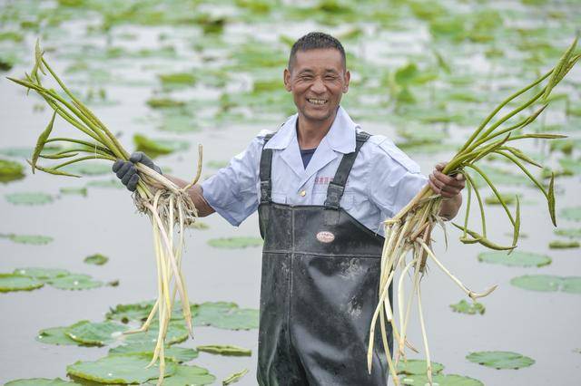 刘同洲在采摘藕带