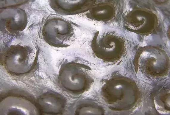 仿品高抛光痕迹