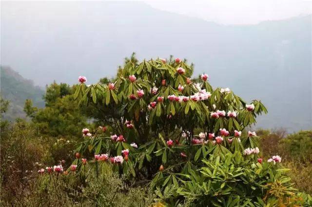 最美高山花海!阿壩州這些地方杜鵑花進入最佳觀賞期,五一去剛好!