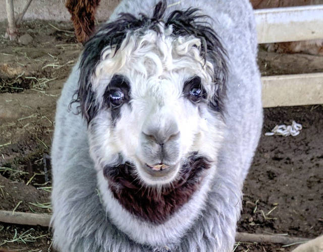 罕见日本的一羊驼火了它的脸像人脸一样令人毛骨悚然
