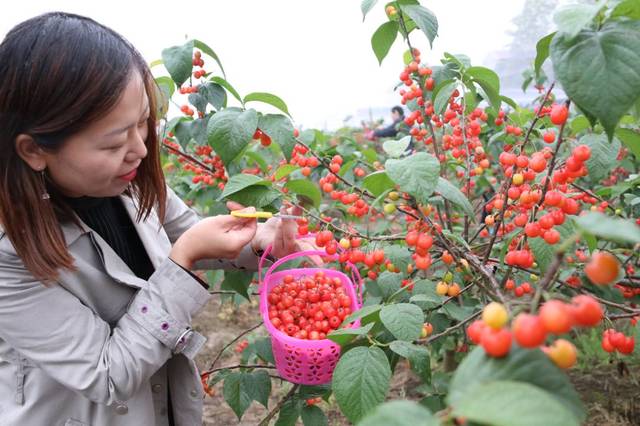 太谷秧歌送樱桃图片