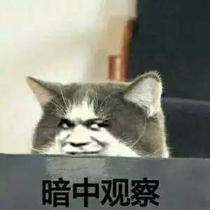 偷偷观察猫咪表情包图片