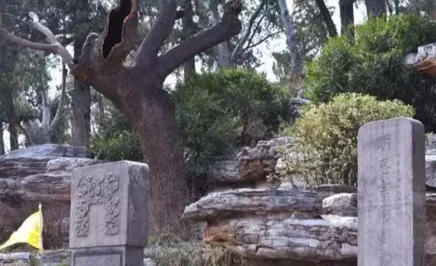 吊死崇祯皇帝的“歪脖子树”，300年过去了，现在变得怎么样了？_搜狐网
