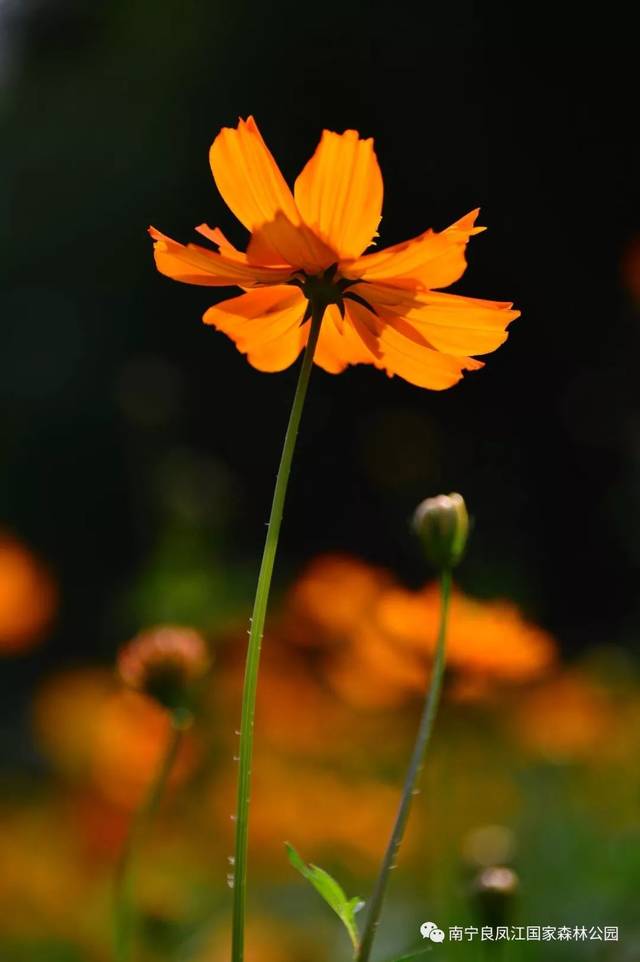 大波斯菊的花语和寓意(大波斯菊的花语和寓意是什么)