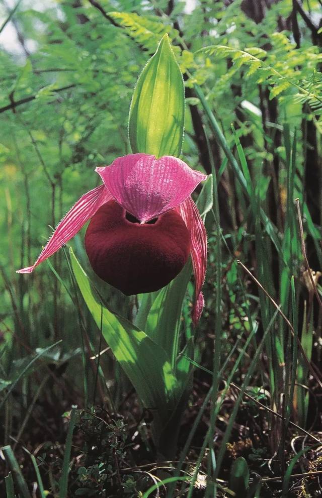 明天就去世园会,珍稀植物对号认